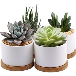 Mini Succulent Planters Set of 4